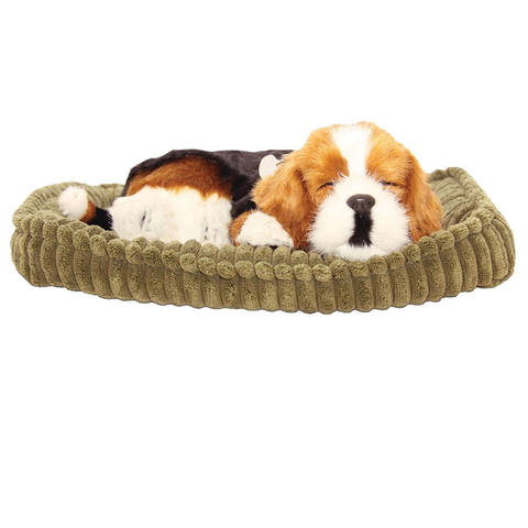 Bertie the Beagle
