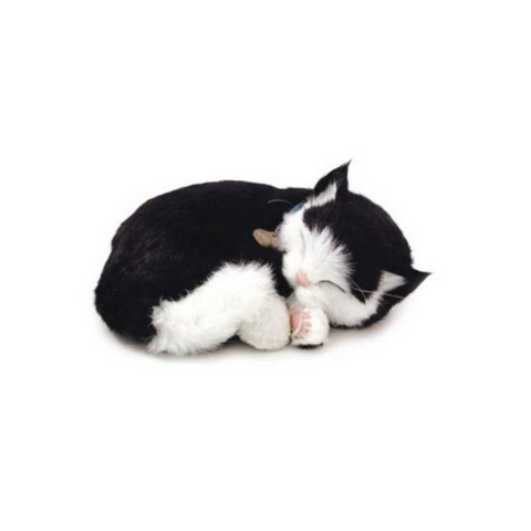 Jess the Cat