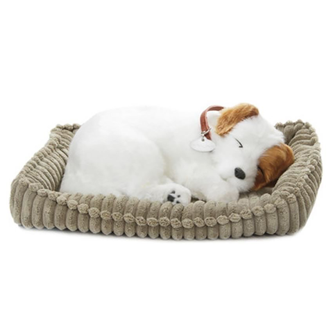 Homecare Medical Jimmy the Jack Russell Homecare Medical Shop
