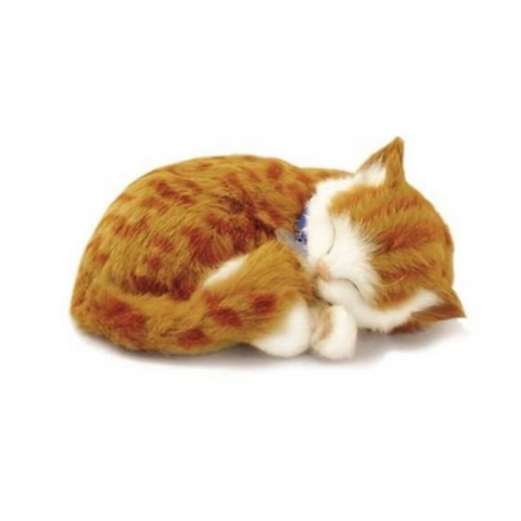 Penny the Cat
