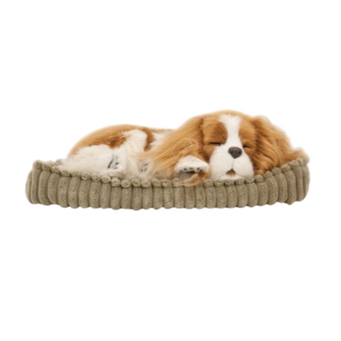 Cavalier King Charles
